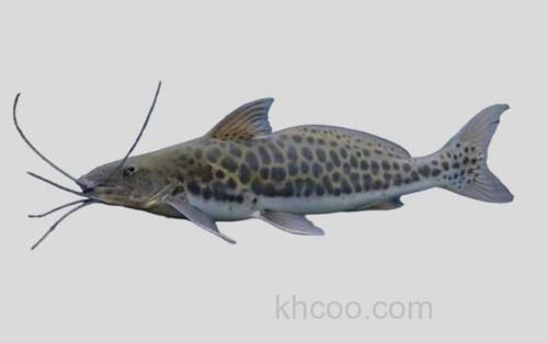 大鳍美须鲿_0