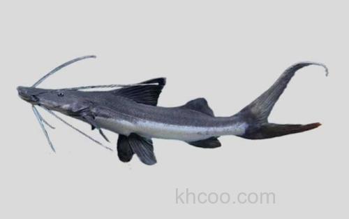 扁头短平口鲶_0