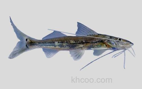 扁头大丝油鲶_0