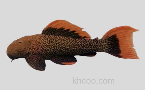 豹纹假棘甲鲶_0