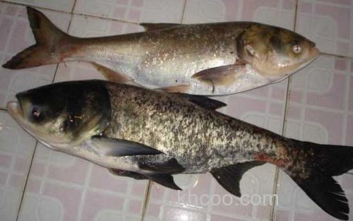 花鲢_1