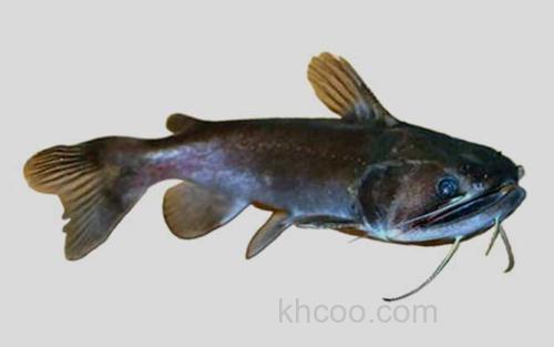 巴拉特星项鲶_0