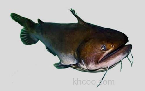 艾氏棘鳍项鲶_0