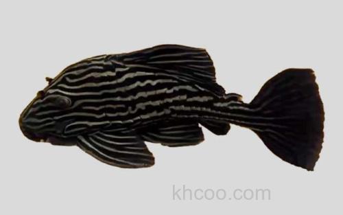 安布拉氏巴拉圭鲶_0