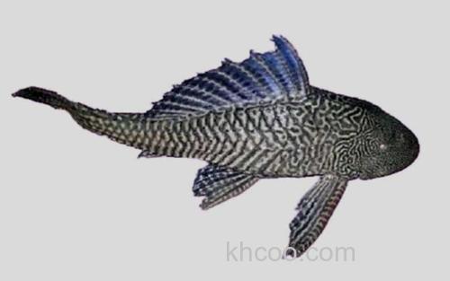 阿根廷锉甲鲶_0