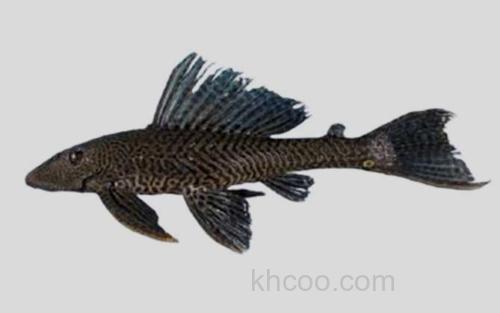 阿根廷突牙甲鲶_0