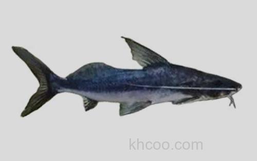 阿氏外齿油鲶_0