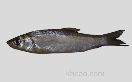 长鳍直口鲮_0
