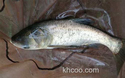 鲢鳙_5