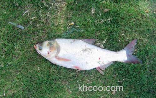 白鲢_2