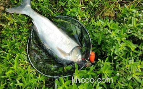 水怪钓鲢鳙_1