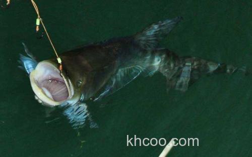 鳙鱼_0