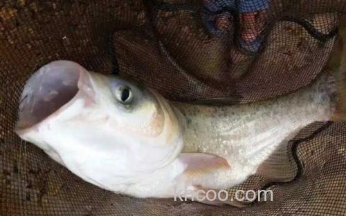 钓鲢鳙_2