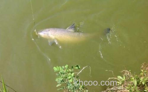 钓青鱼_3
