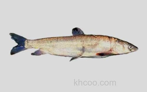 极边扁咽齿鱼_0