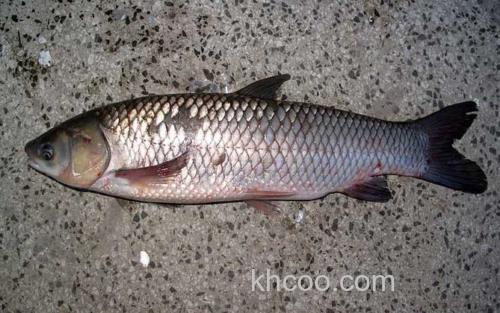 草鱼_3