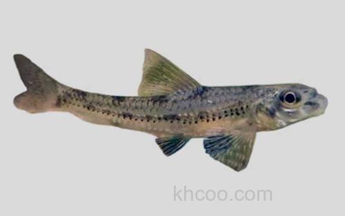 兴隆山小鳔鮈_0