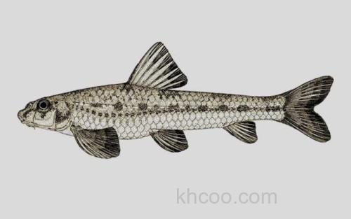 似长体小鳔鮈_0