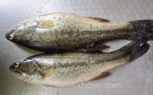 淡水鲈鱼_0
