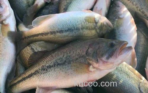 淡水鲈鱼_1
