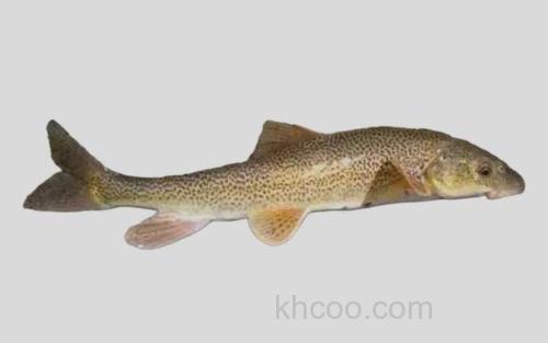 新疆裸重唇鱼_0