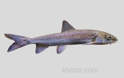 全裸裸重唇鱼_0