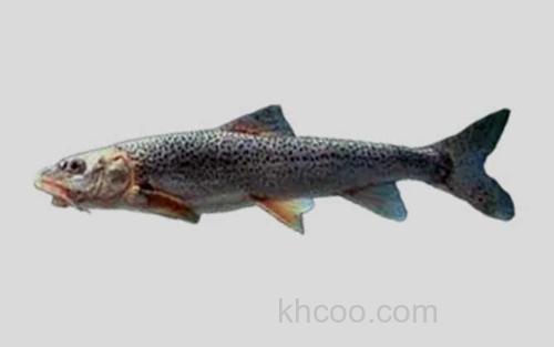 厚唇裸重唇鱼_0