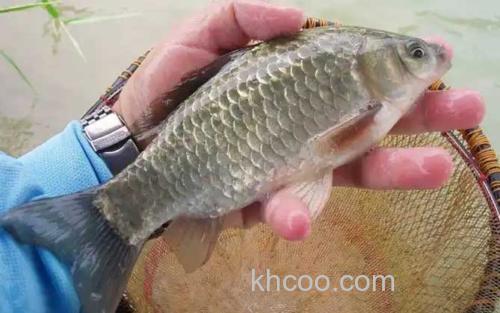 土鲫鱼_1
