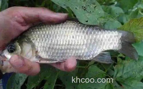 土鲫鱼_0
