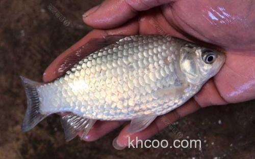土鲫鱼_2