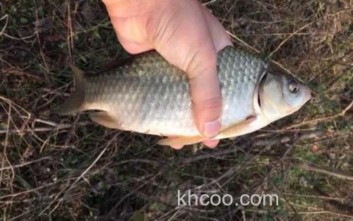 土鲫鱼_0