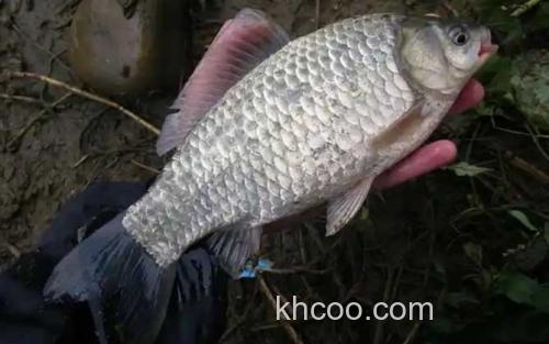 土鲫鱼_0