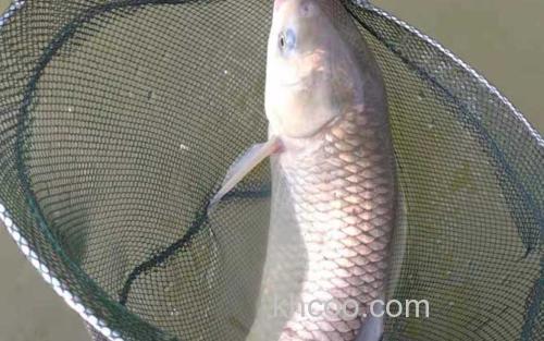 草鱼_5