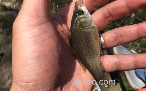 土鲫鱼_1