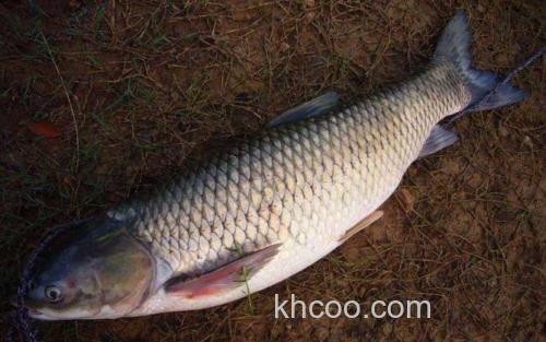 草鱼_0
