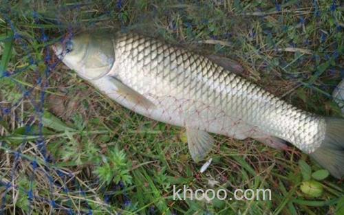 草鱼_2