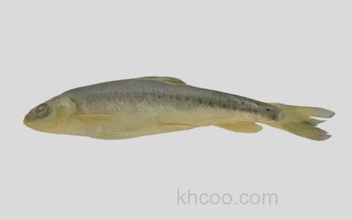 硬刺松潘裸鲤_0