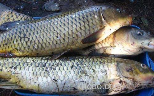 草鱼_2