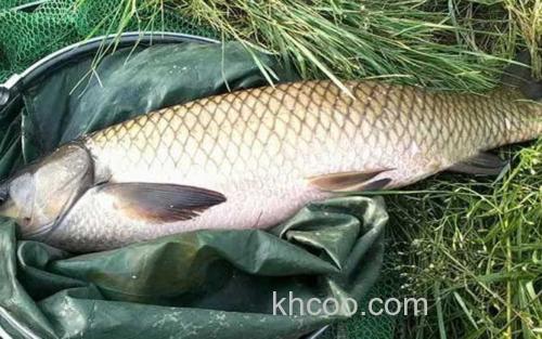 草鱼_4