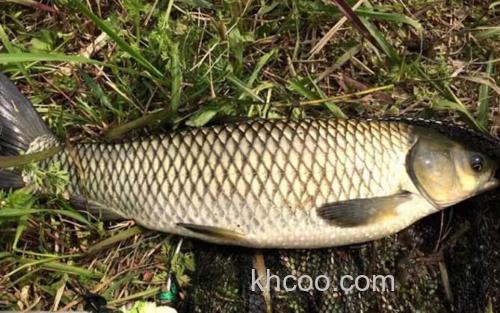 钓草鱼_0