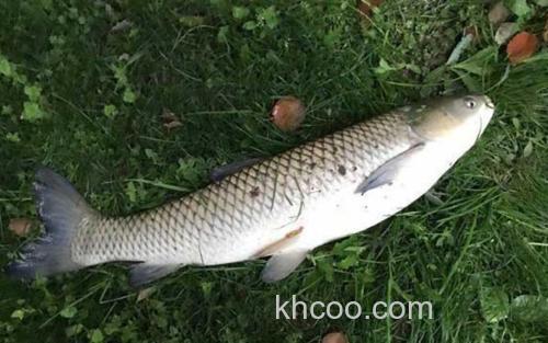 草鱼_3