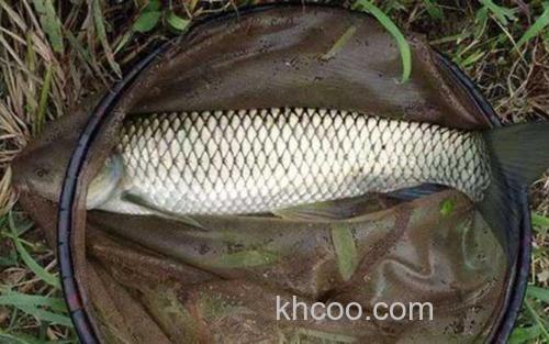 草鱼_2