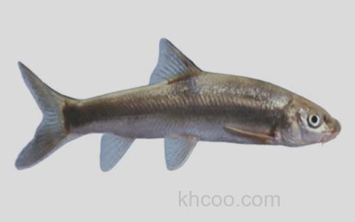 塔里木裂腹鱼_0