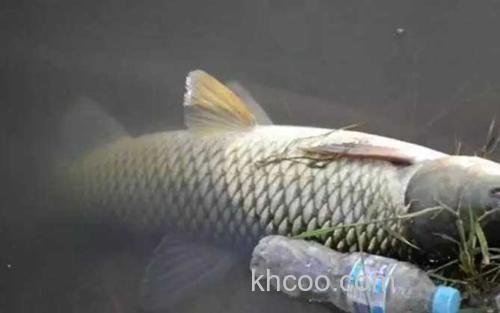 草鱼_3