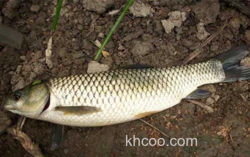 草鱼_1