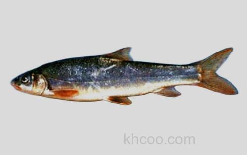 尼泊尔裂腹鱼_0