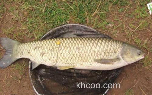 草鱼_2