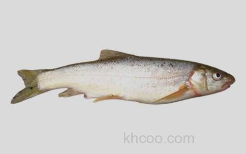 赫氏准裂腹鱼_0