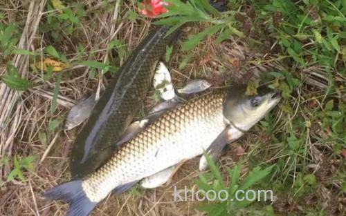 钓草鱼_0