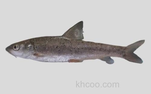 北盘江裂腹鱼_0